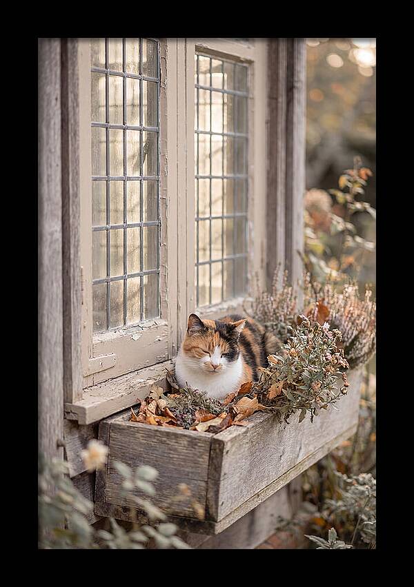 Sunny Cottage Serenity