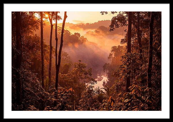 Sunrise Illuminating Fog