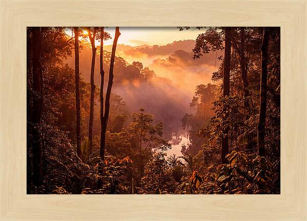 Sunrise Illuminating Fog