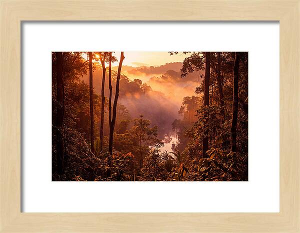 Sunrise Illuminating Fog