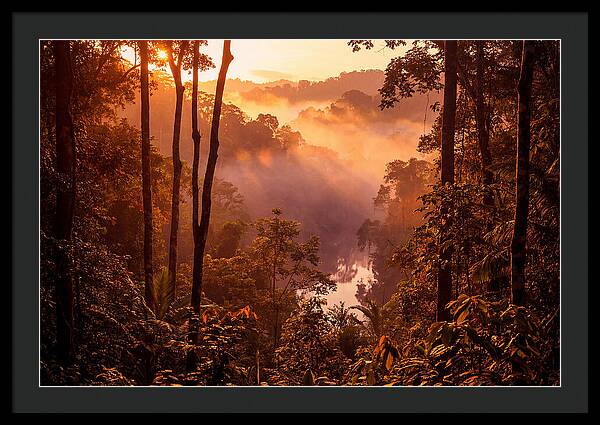 Sunrise Illuminating Fog