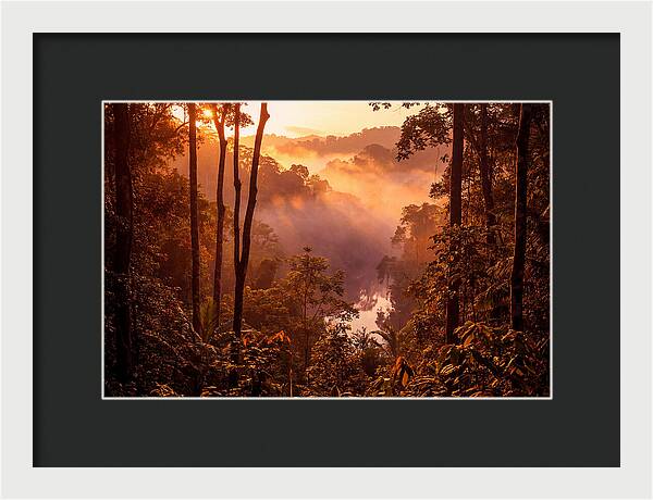 Sunrise Illuminating Fog