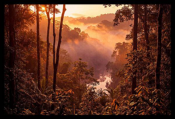 Sunrise Illuminating Fog