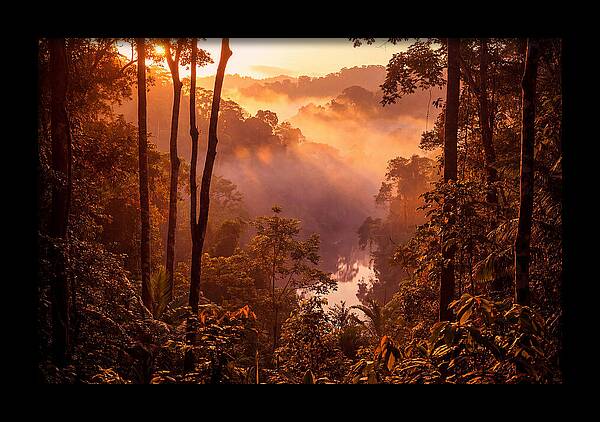 Sunrise Illuminating Fog
