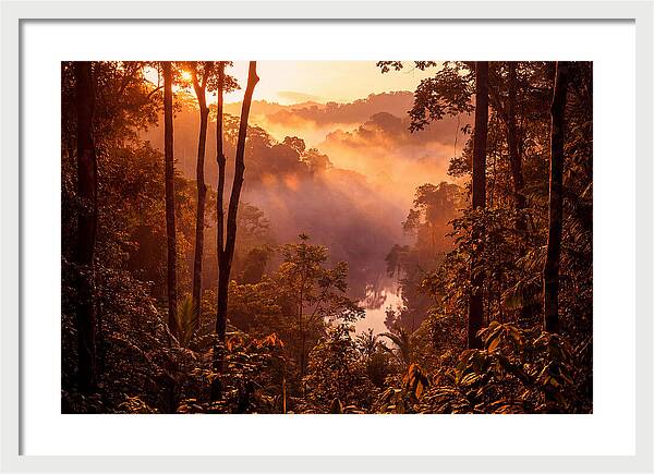 Sunrise Illuminating Fog