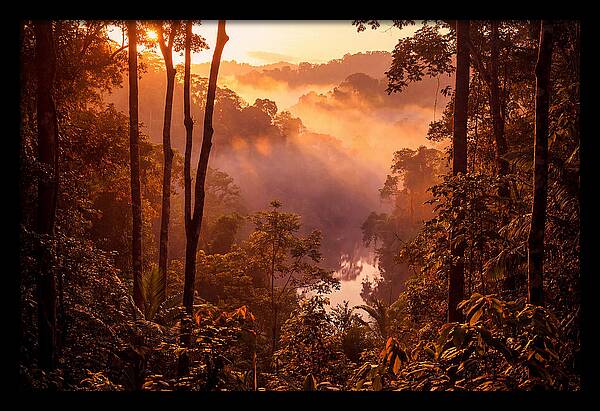 Sunrise Illuminating Fog