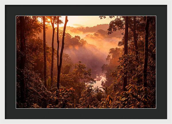 Sunrise Illuminating Fog