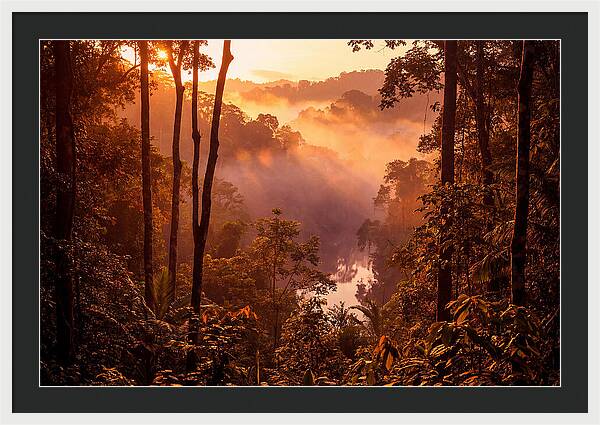 Sunrise Illuminating Fog