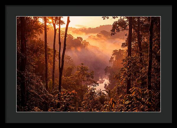 Sunrise Illuminating Fog