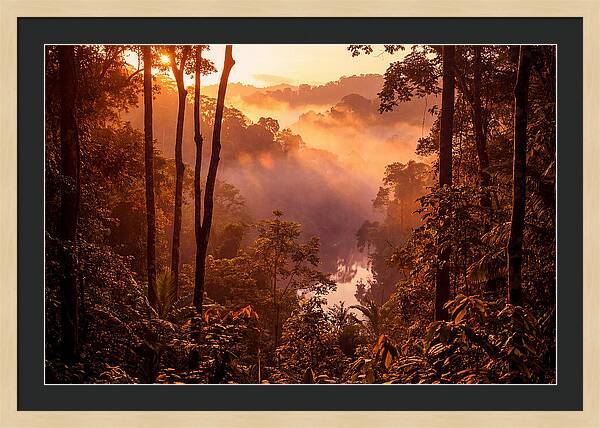 Sunrise Illuminating Fog