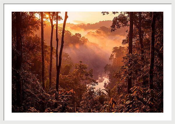 Sunrise Illuminating Fog