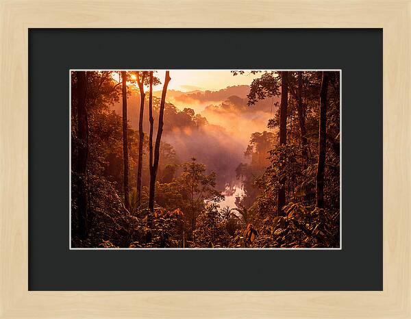 Sunrise Illuminating Fog
