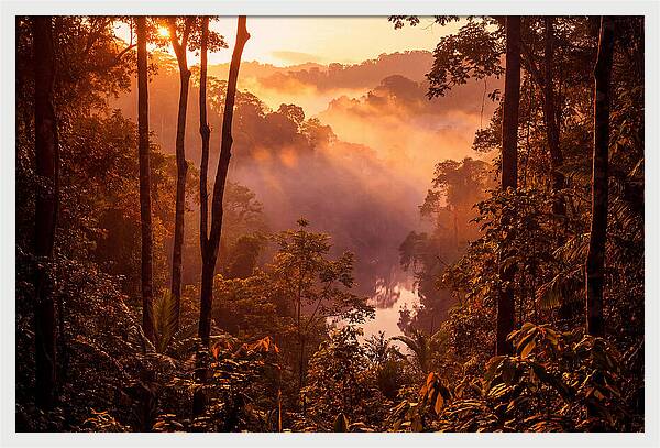 Sunrise Illuminating Fog