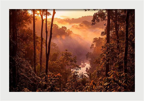 Sunrise Illuminating Fog