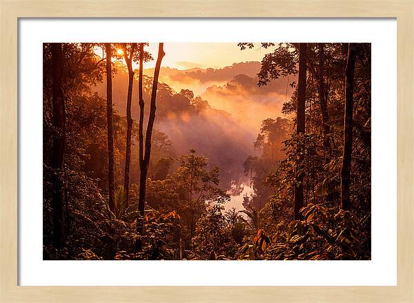 Sunrise Illuminating Fog