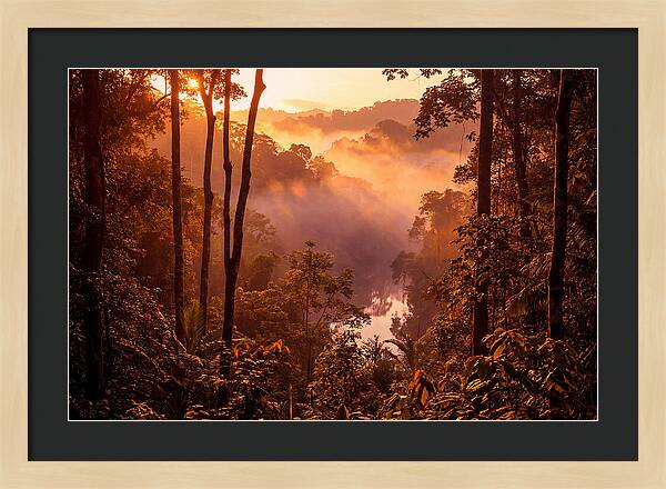 Sunrise Illuminating Fog