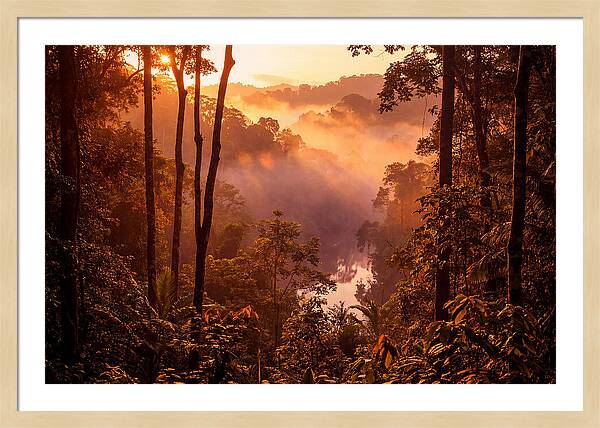 Sunrise Illuminating Fog