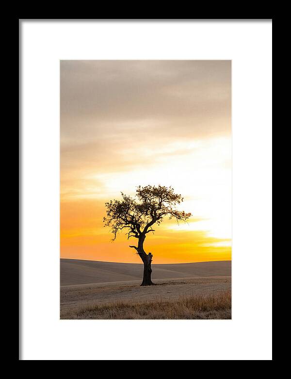 Sunset Silhouette Of A Tree