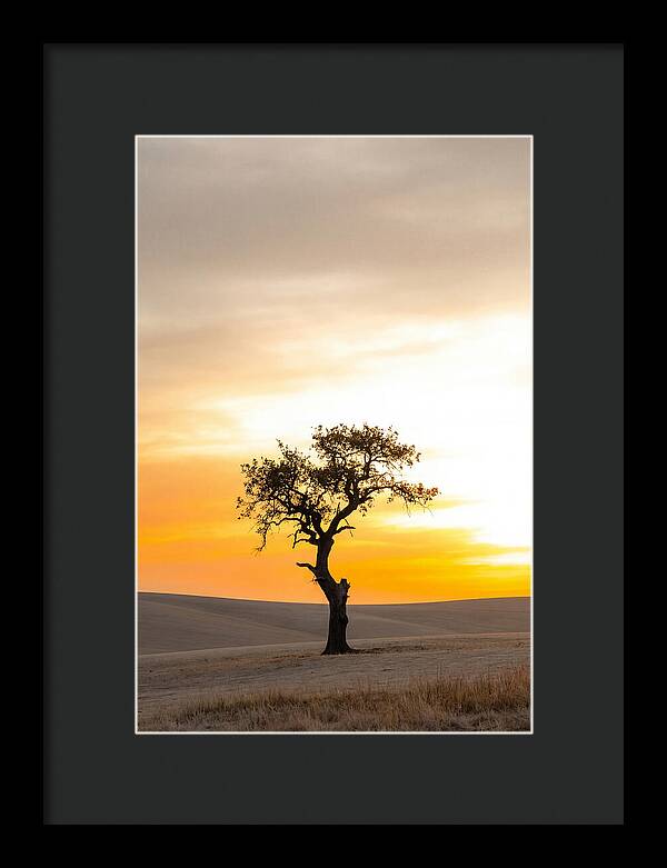 Sunset Silhouette Of A Tree