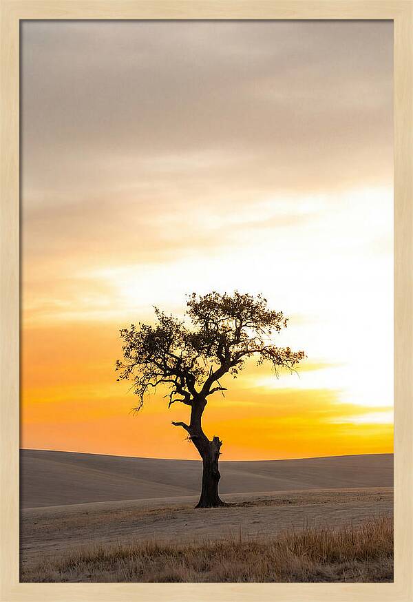 Sunset Silhouette Of A Tree
