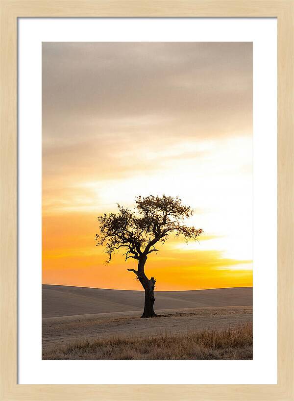 Sunset Silhouette Of A Tree