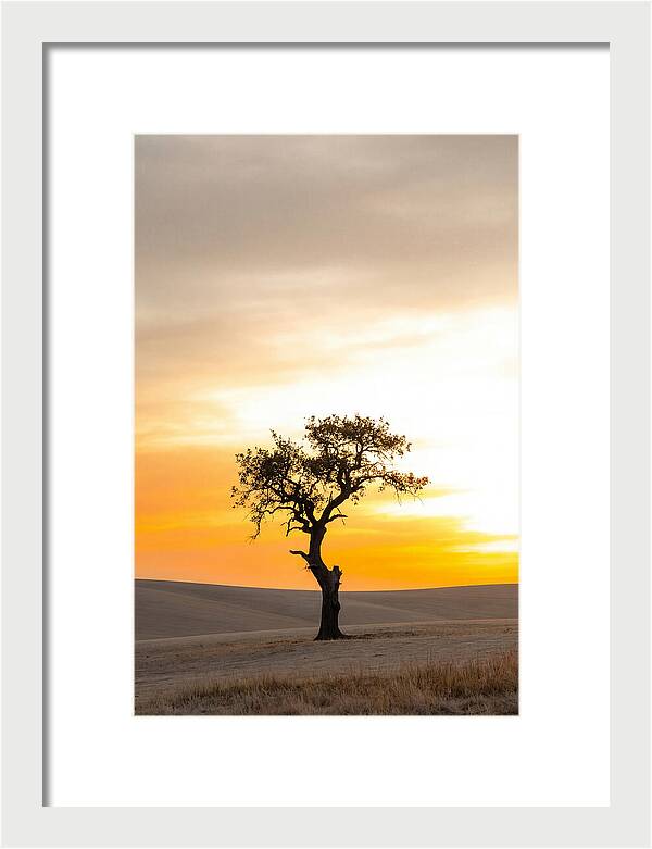 Sunset Silhouette Of A Tree