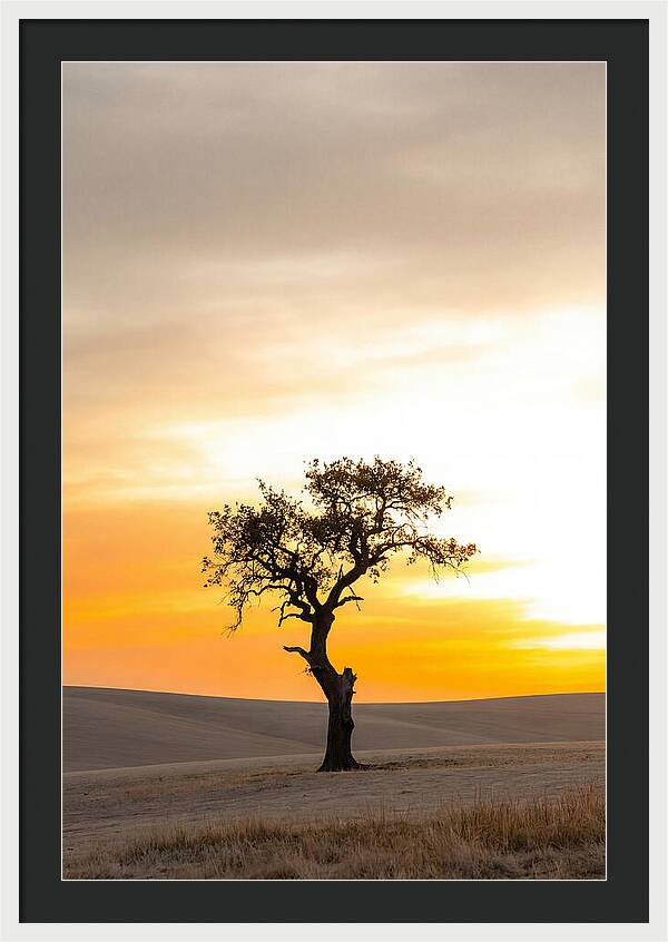 Sunset Silhouette Of A Tree