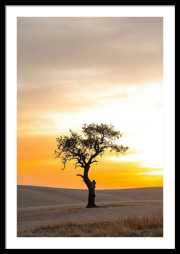 Sunset Silhouette Of A Tree
