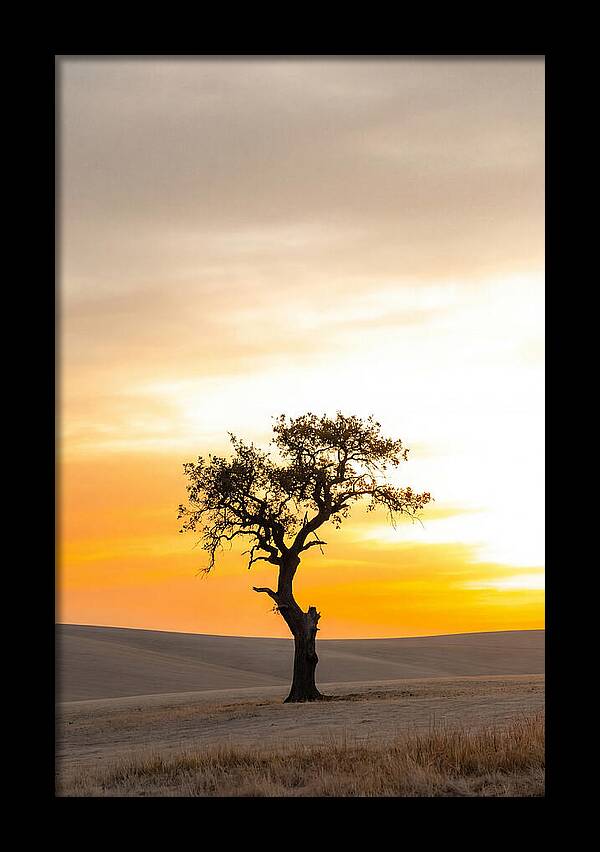 Sunset Silhouette Of A Tree