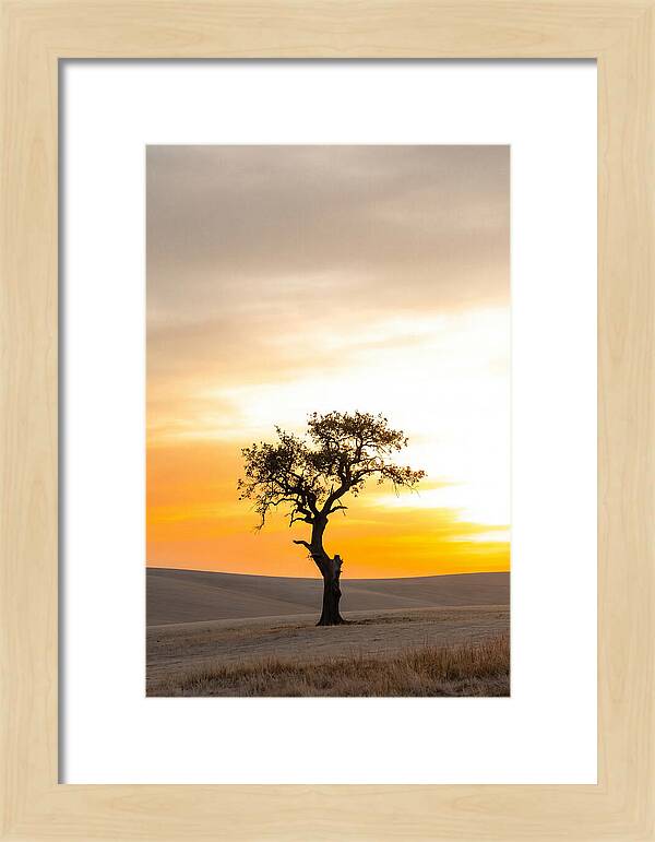 Sunset Silhouette Of A Tree