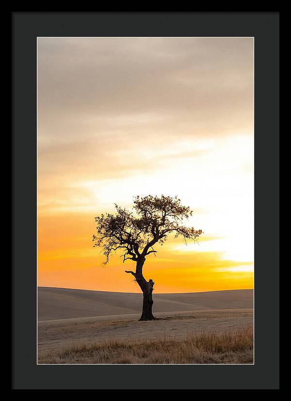 Sunset Silhouette Of A Tree