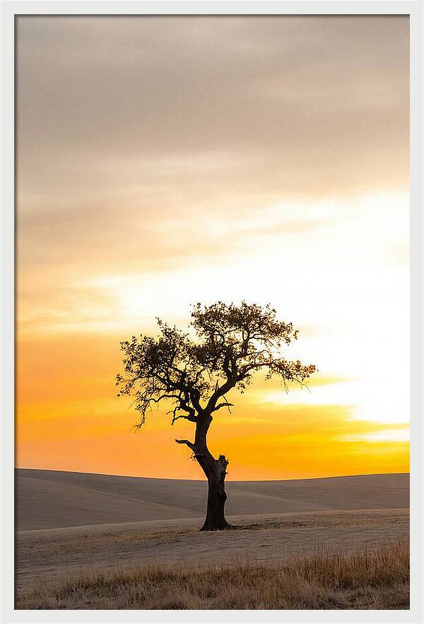 Sunset Silhouette Of A Tree