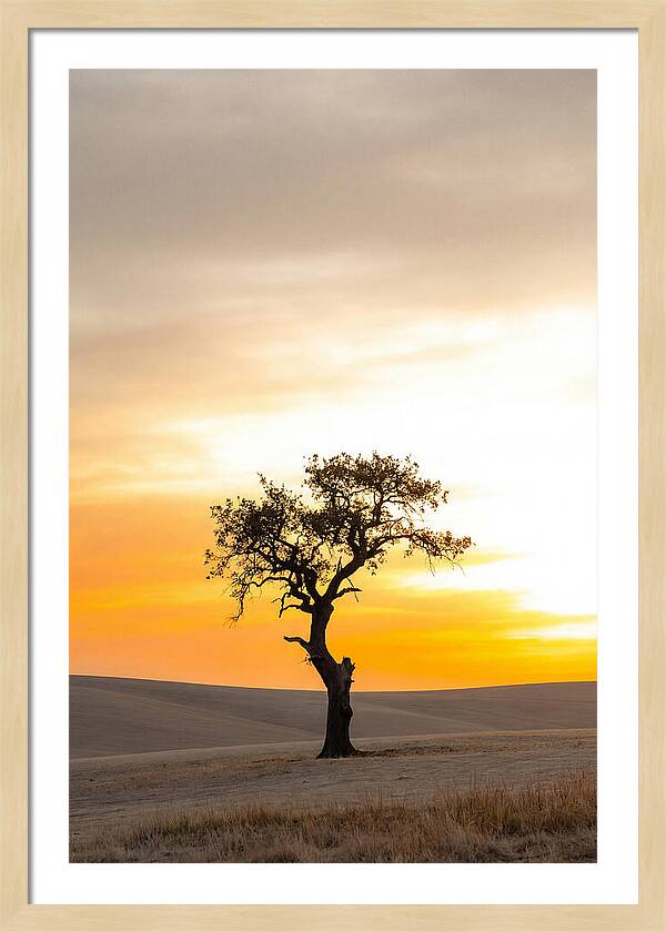 Sunset Silhouette Of A Tree