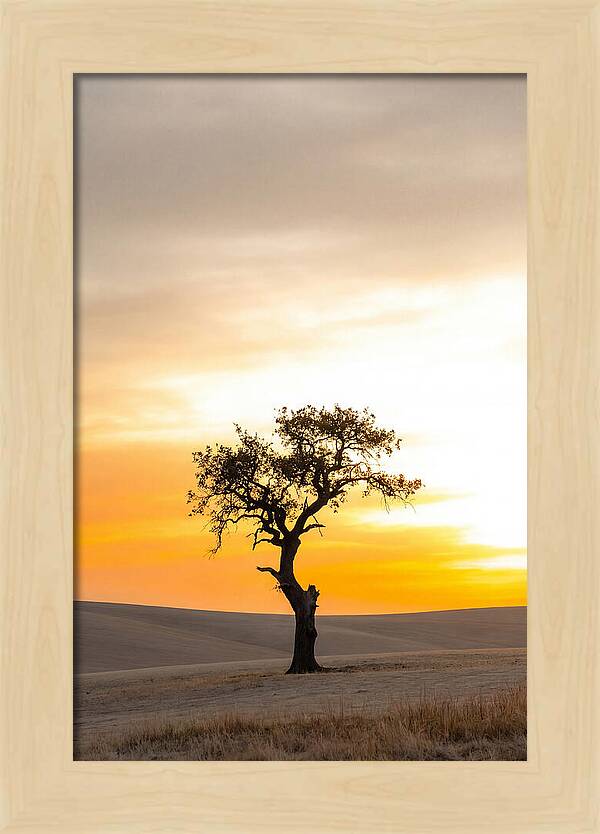 Sunset Silhouette Of A Tree