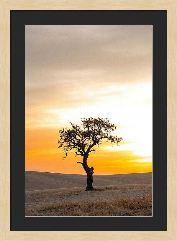 Sunset Silhouette Of A Tree