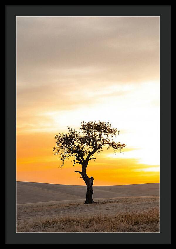 Sunset Silhouette Of A Tree