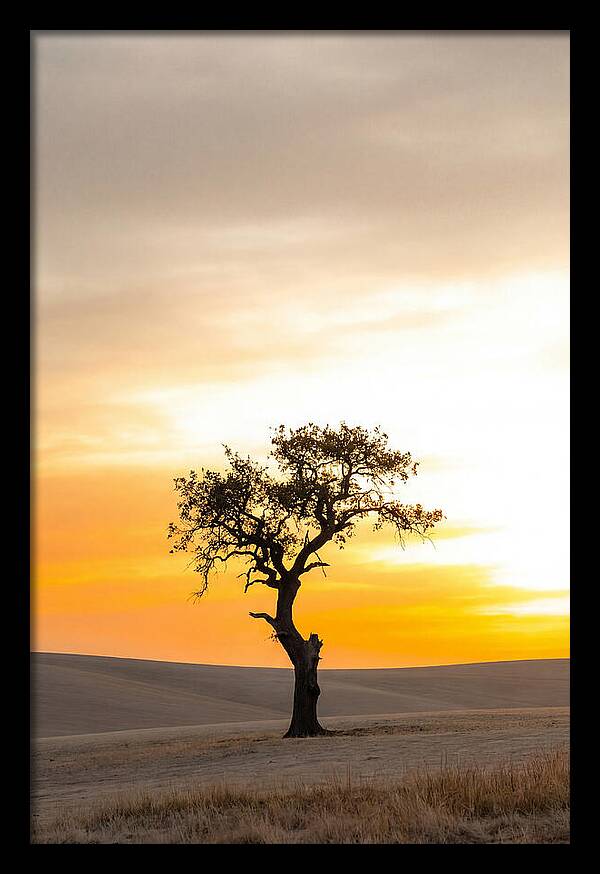 Sunset Silhouette Of A Tree