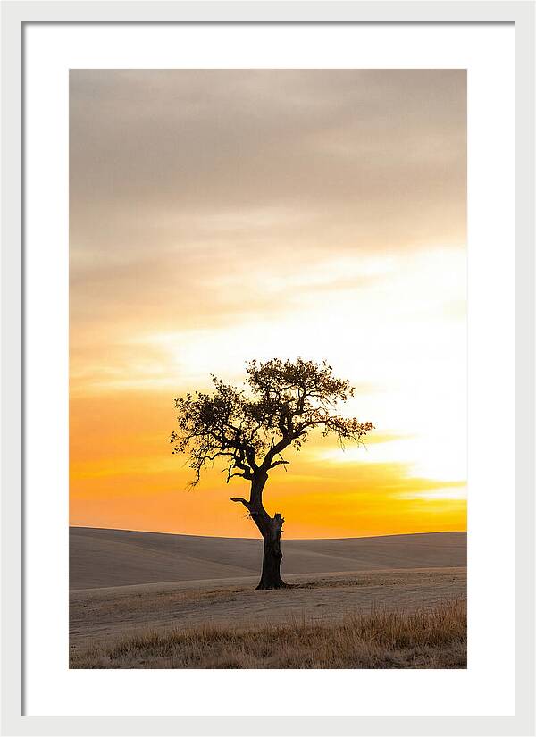 Sunset Silhouette Of A Tree