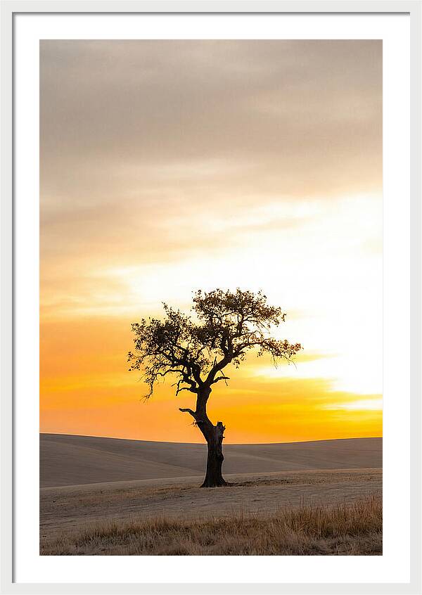 Sunset Silhouette Of A Tree