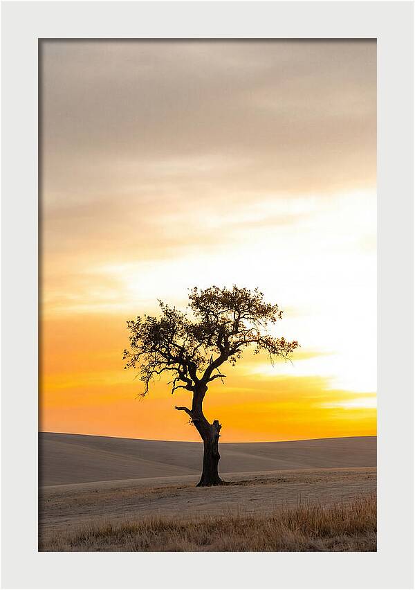 Sunset Silhouette Of A Tree
