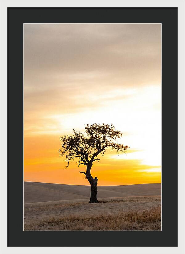 Sunset Silhouette Of A Tree