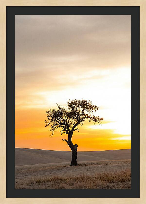 Sunset Silhouette Of A Tree