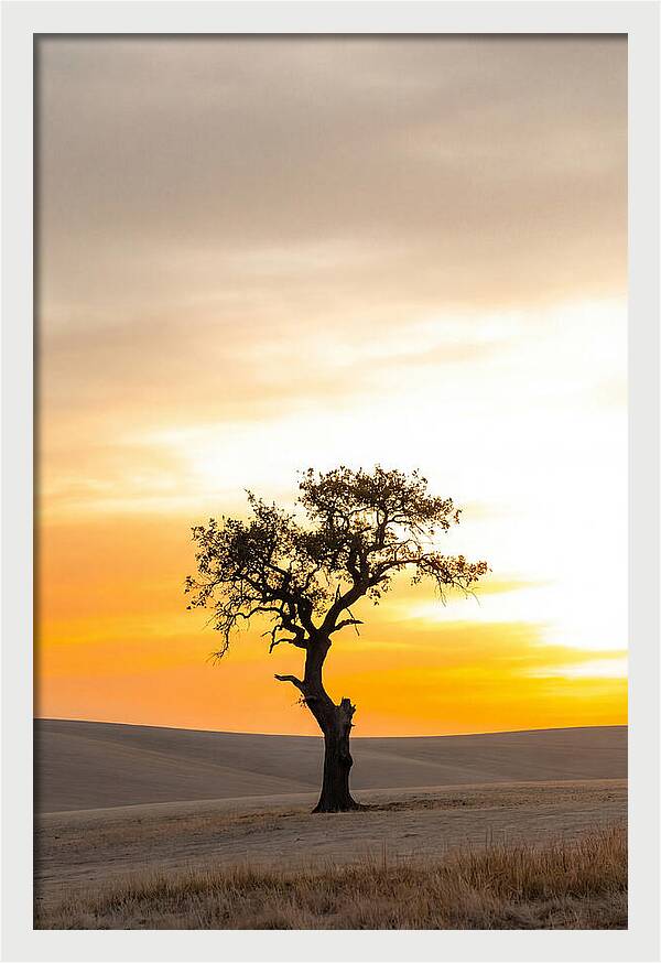Sunset Silhouette Of A Tree