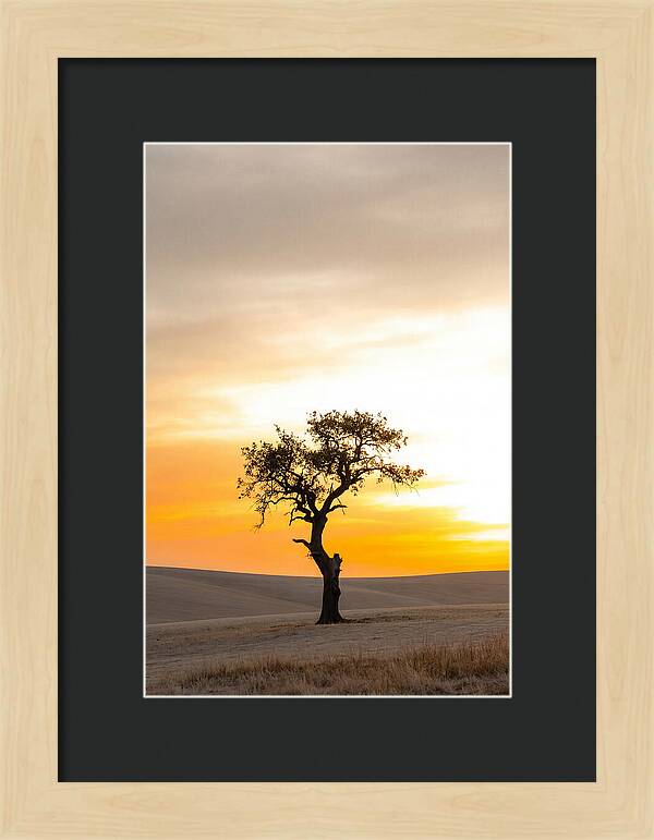 Sunset Silhouette Of A Tree