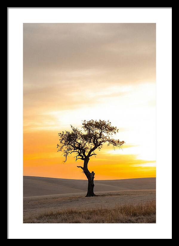 Sunset Silhouette Of A Tree