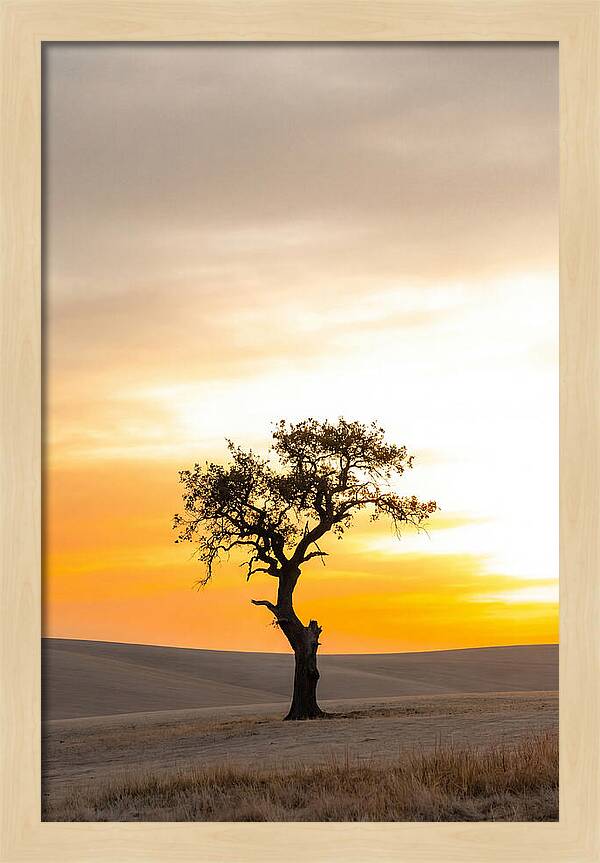 Sunset Silhouette Of A Tree