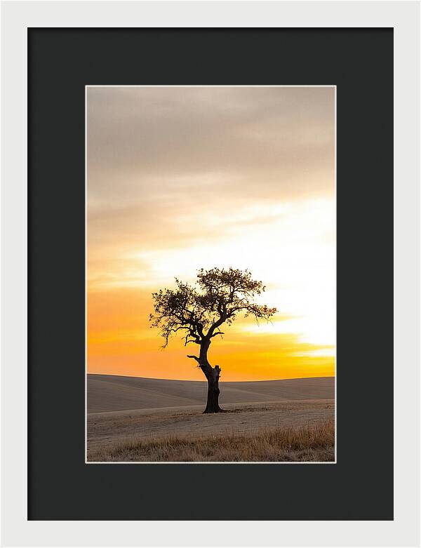 Sunset Silhouette Of A Tree