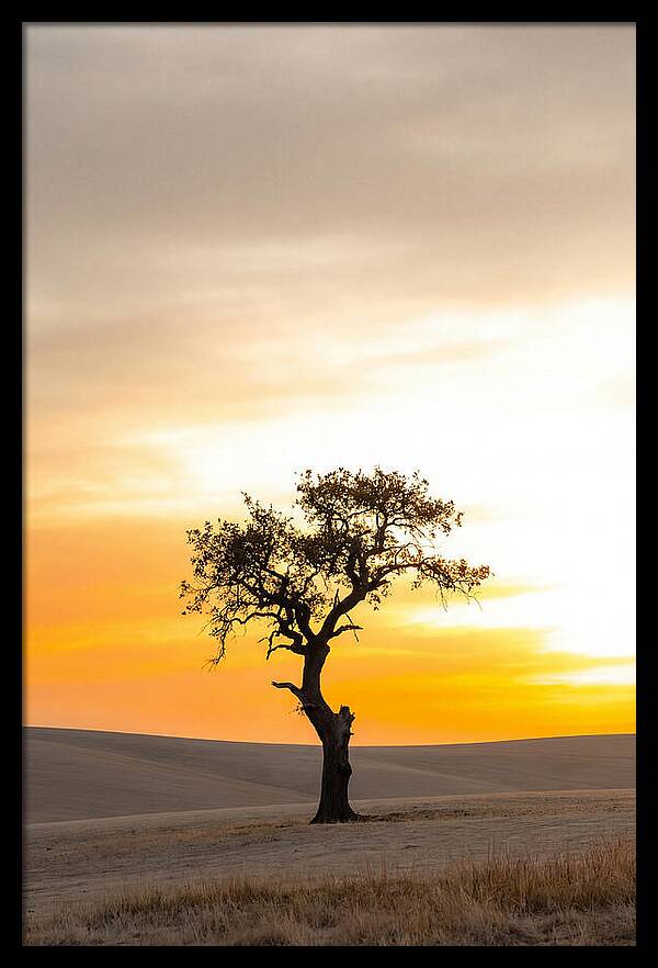 Sunset Silhouette Of A Tree
