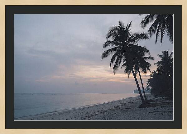 Sunset Silhouetting Palm Trees
