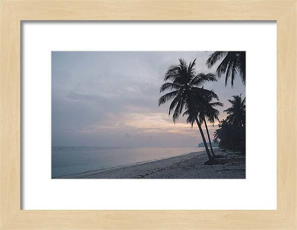 Sunset Silhouetting Palm Trees